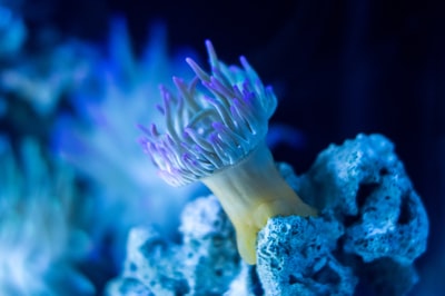 珊瑚的特写摄影